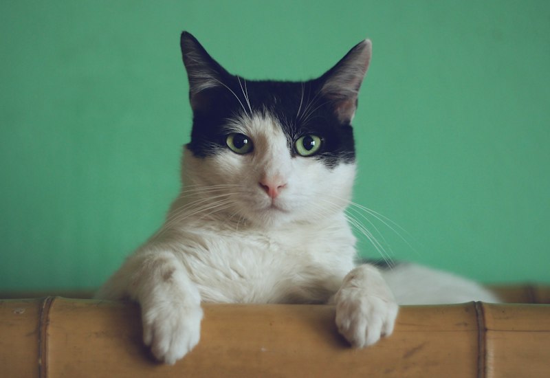 Miso the tabby cat traveler portrait