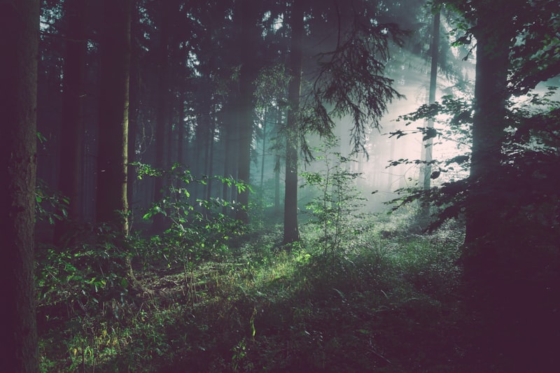 Foggy haunted forest where Boo the ghost lives